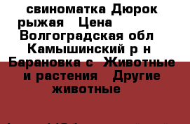 свиноматка Дюрок рыжая › Цена ­ 25 000 - Волгоградская обл., Камышинский р-н, Барановка с. Животные и растения » Другие животные   